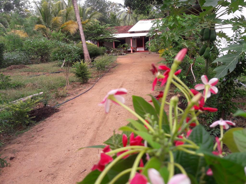 Sigiri Picaso Home Stay Сигирия Номер фото